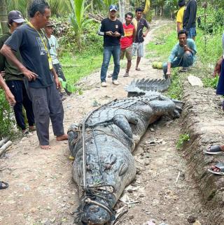 Heboh! Buaya 7 Meter Ditangkap Warga Reteh Inhil