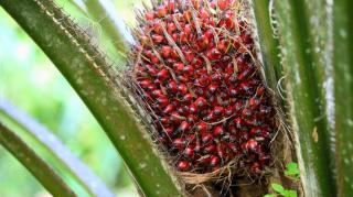 Harga TBS Sawit Mitra Swadaya Riau Turun, Ini Sebabnya!