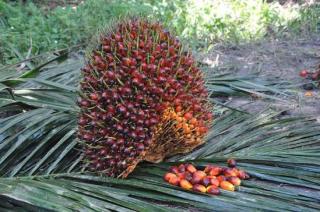 Kelapa Sawit Mitra Plasma Minggu Ini Dihargai Rp3.469 per Kg