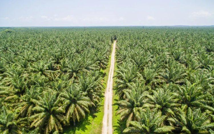 Empat Kelembagaan Pekebun Sawit di Riau Ajukan Bantuan Sarpras BPDP Rp 27,4 Miliar