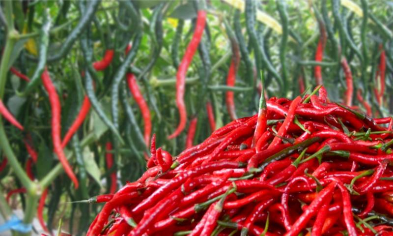Sempat Melambung Tinggi, Kini Cabai Merah di Pasar Sail Stabil