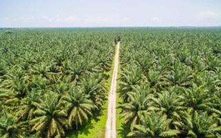 Empat Kelembagaan Pekebun Sawit di Riau Ajukan Bantuan Sarpras BPDP Rp 27,4 Miliar