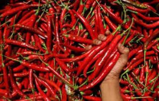 Stok Tersedia, Harga Cabai Merah di Pekanbaru Mulai Turun