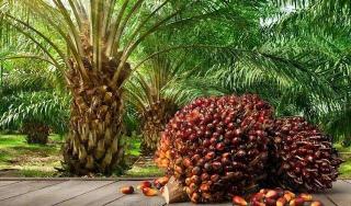 Harga Sawit Riau Melejit Jelang Akhir Tahun, Dipicu Kenaikan Harga Kernel