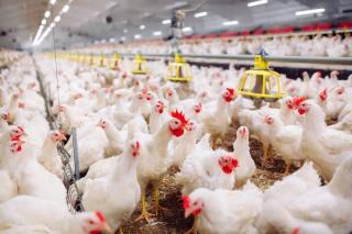 Tembus Rp37.000 per Kg, Harga Ayam Potong di Pekanbaru Naik Drastis
