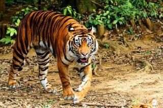 Kembali Muncul di Pelalawan, Sosok Harimau Sumatera Terekam Jelas Duduk di Pinggir Hutan