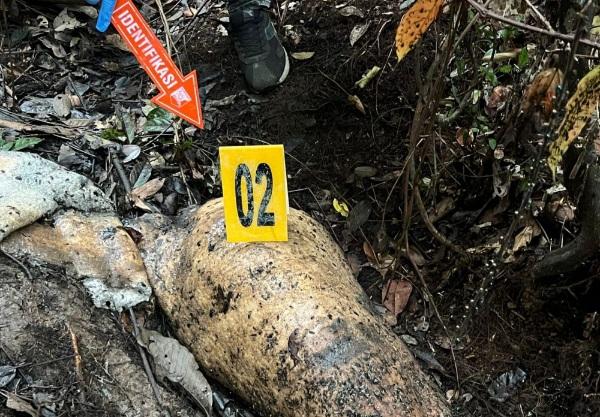 Polisi Periksa 40 Saksi Terkait Gajah Mati Tanpa Kepala, Termasuk Pegawai Perusahaan