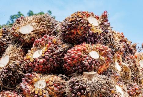 Harga TBS Swadaya Riau Anjlok Jadi Rp3.271/Kg