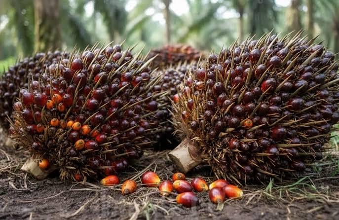 Kelapa Sawit Mitra Plasma Minggu Ini Dihargai Rp3.776 per Kg