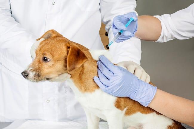 Dinas PKH Riau Gelar Bulan Vaksinasi Rabies 2026, Ada Vaksin Gratis untuk Hewan Peliharaan