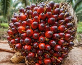 Turun, Kelapa Sawit Mitra Plasma Minggu Ini Dihargai Rp3.832 per Kg