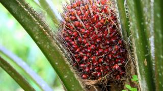 Naik Tipis, Kelapa Sawit Mitra Plasma Minggu Ini Dihargai Rp3.785 per Kg