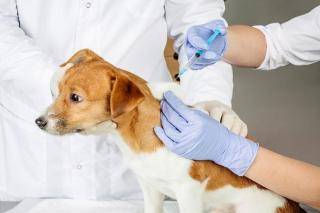 Dinas PKH Riau Gelar Bulan Vaksinasi Rabies 2026, Ada Vaksin Gratis untuk Hewan Peliharaan